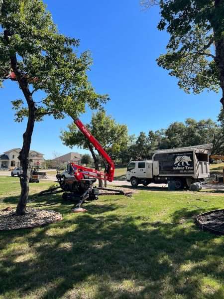 tree trimming with large equipment
