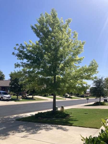 tree after trimming