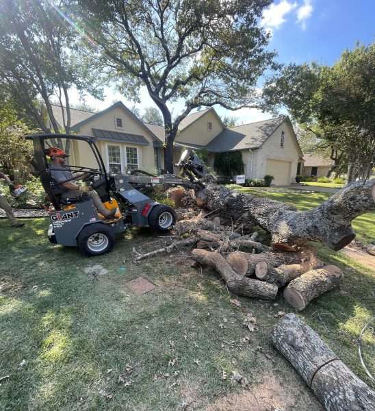 cutting a down tree