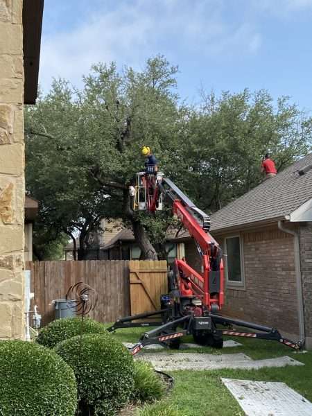 tree trimmers