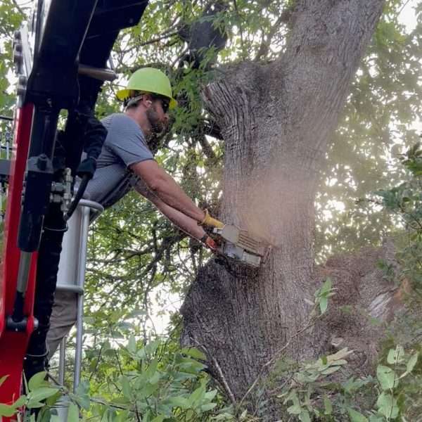 tree trimming