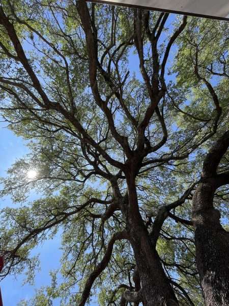 a tree
