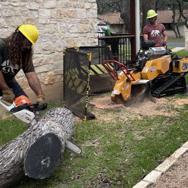cutting a tree stump