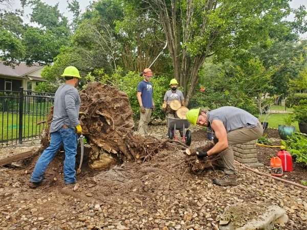 aabear tree care crew