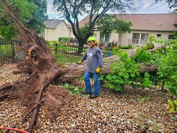 crew member with downed tree