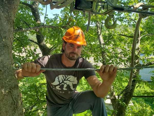 Josh cabling a tree