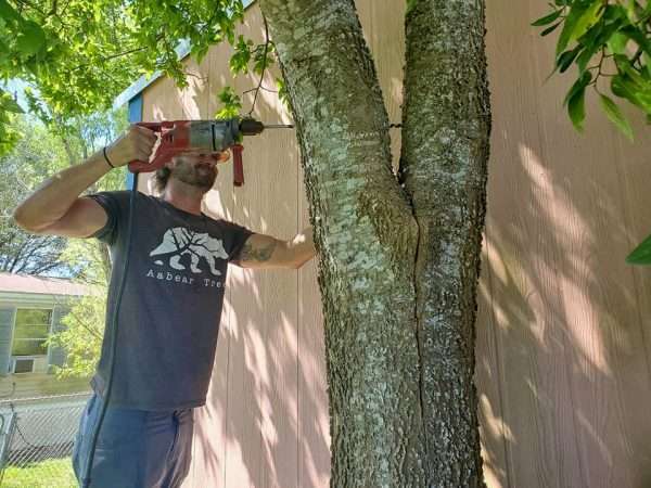 drilling through a tree