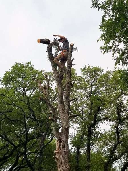 removing a tree from the top down