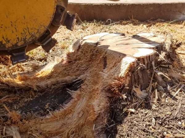 tree stump removal