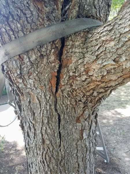strapping a cracked tree