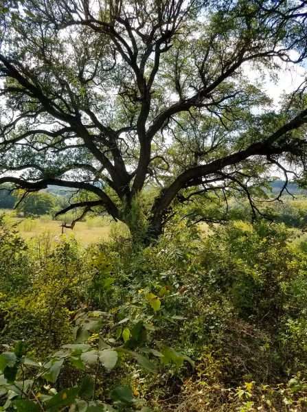 beautiful large tree