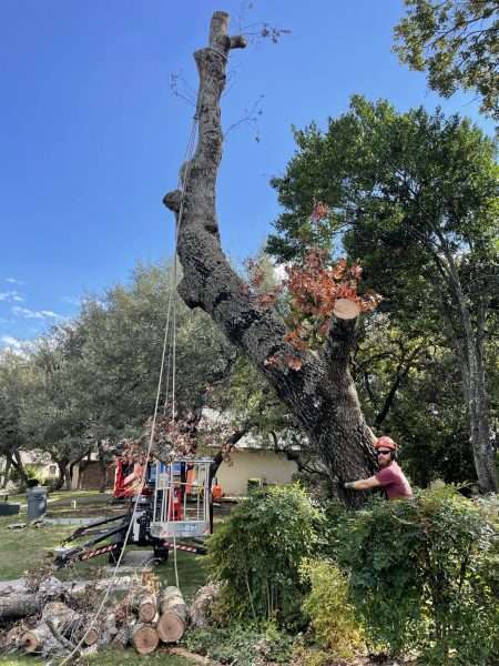 tree trimming