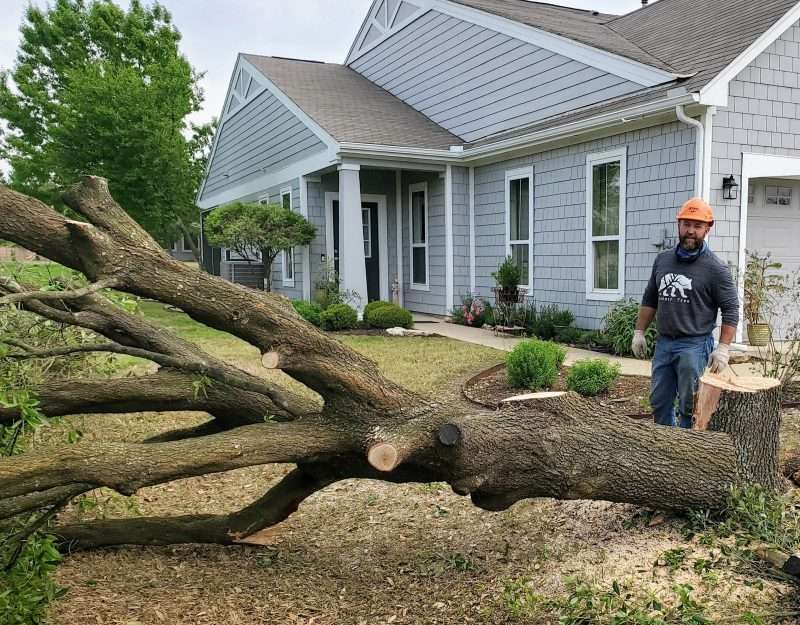 tree removal