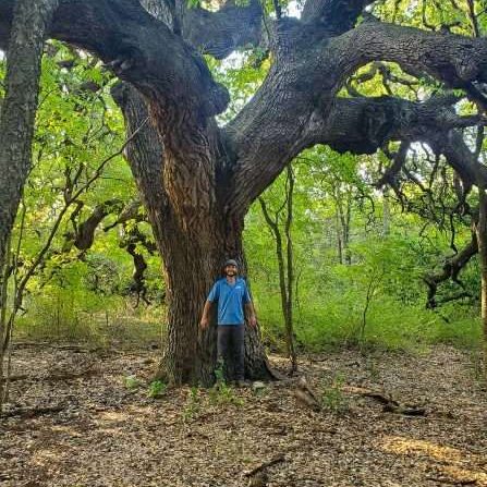 aabear-tree-care-gallery-26-1920w oak tree