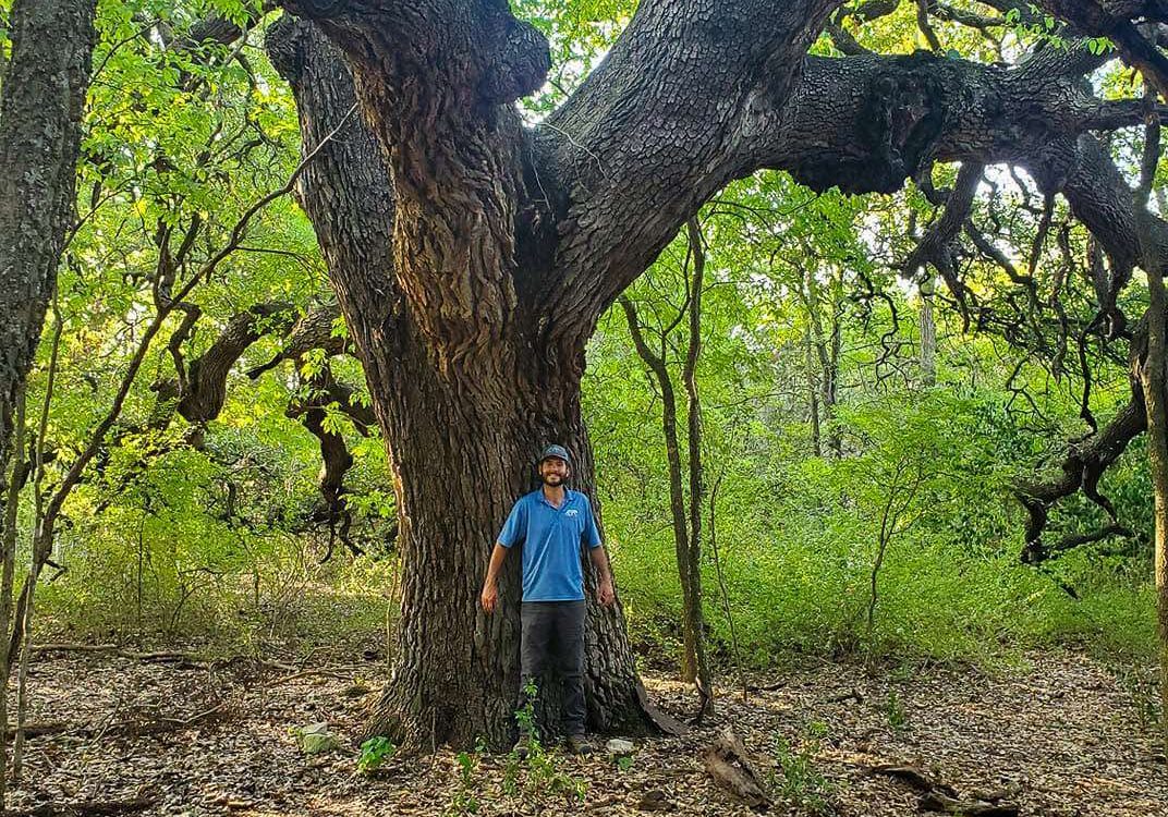 oak tree