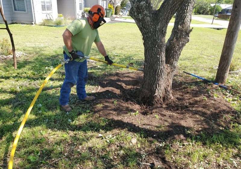 tree health management