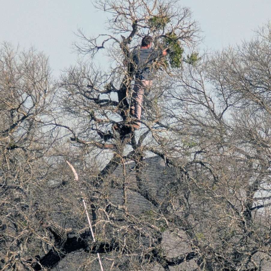 mistletoe-removal mistletoe removal