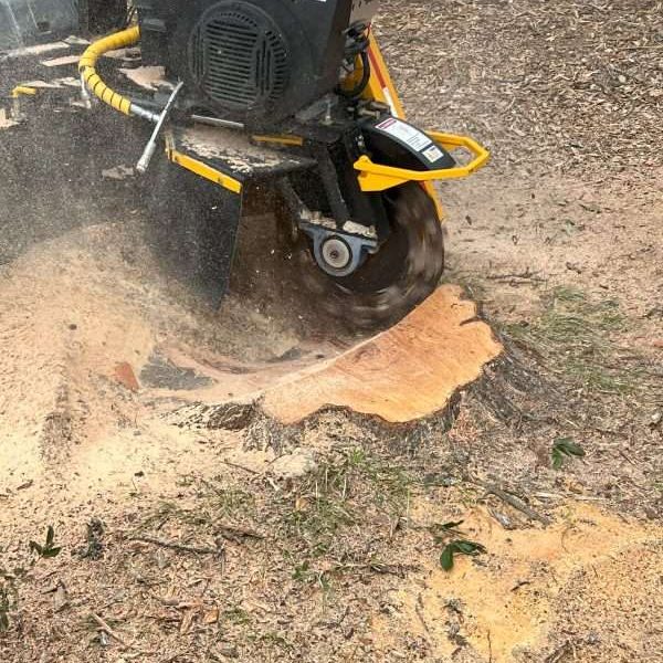 stump-grinding (5) stump grinding