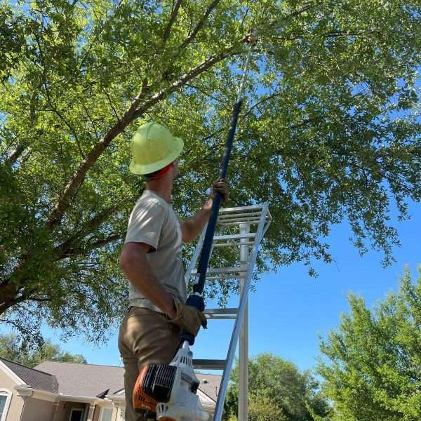 tree-pruning (32) tree pruning