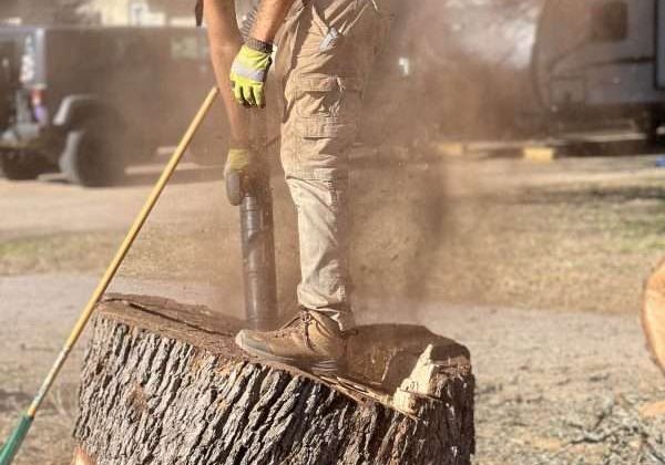 stump removal